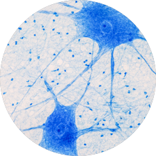 Background image of a neuron