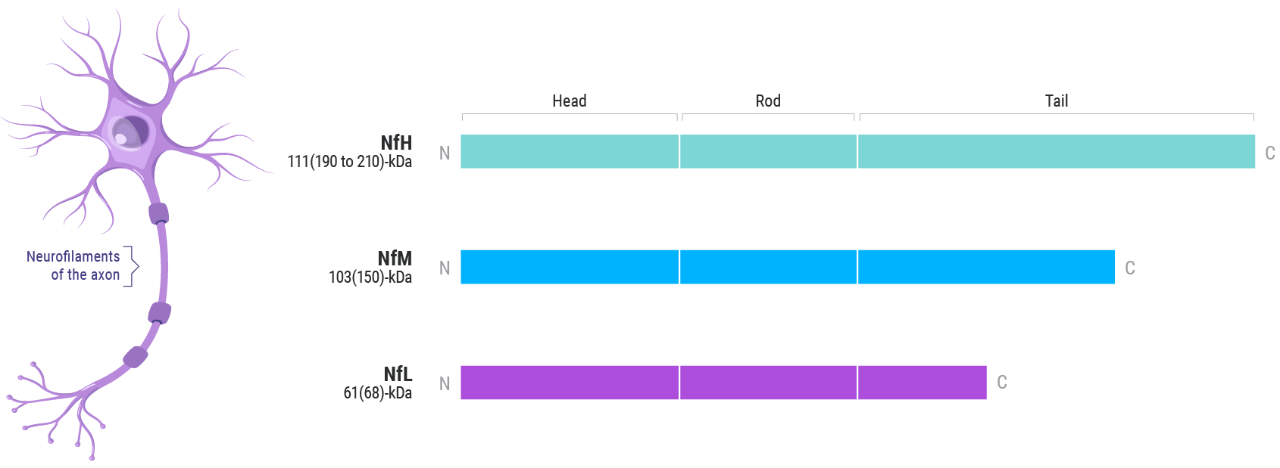 Neurofilament isoform chart