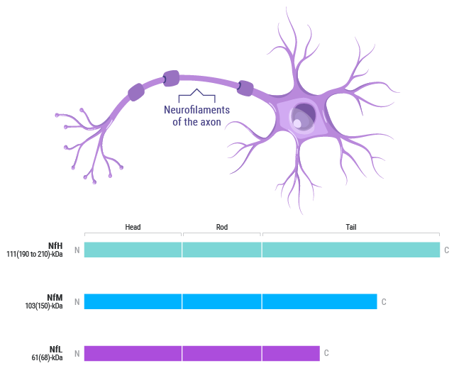 Neurofilament isoform chart